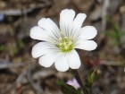 Cerastium arvense